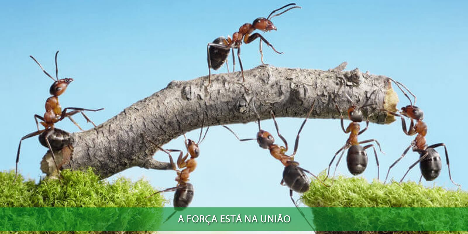 Figura 3 - TRABALHO EM EQUIPE. A ÚNICA FORMA DE CONSEGUIR RESULTADOS EXPRESSIVOS